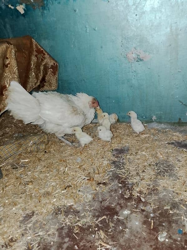 selling By Hens pairs with 6Chiks new born 1