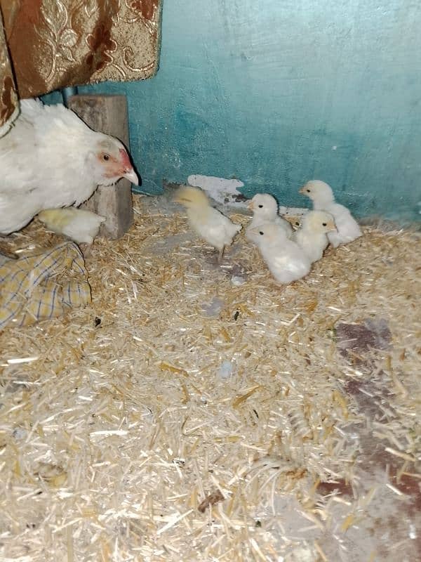 selling By Hens pairs with 6Chiks new born 2