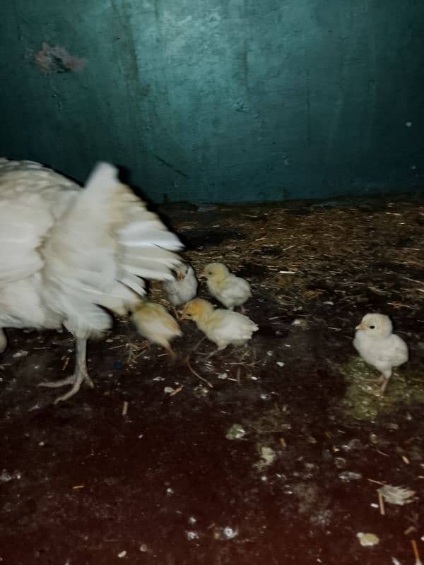 selling By Hens pairs with 6Chiks new born 3