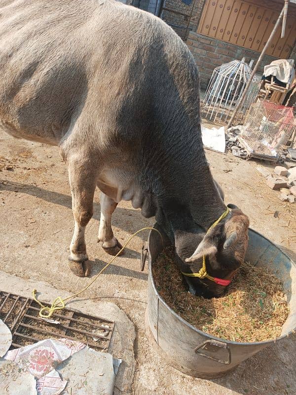 sahiwali gaye qurbani k liye 6