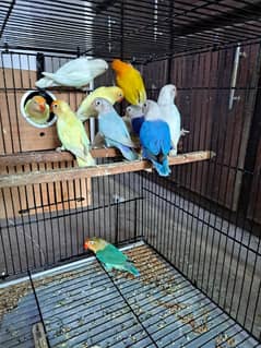 Top quality lovebirds breeder pairs with eggs and chicks