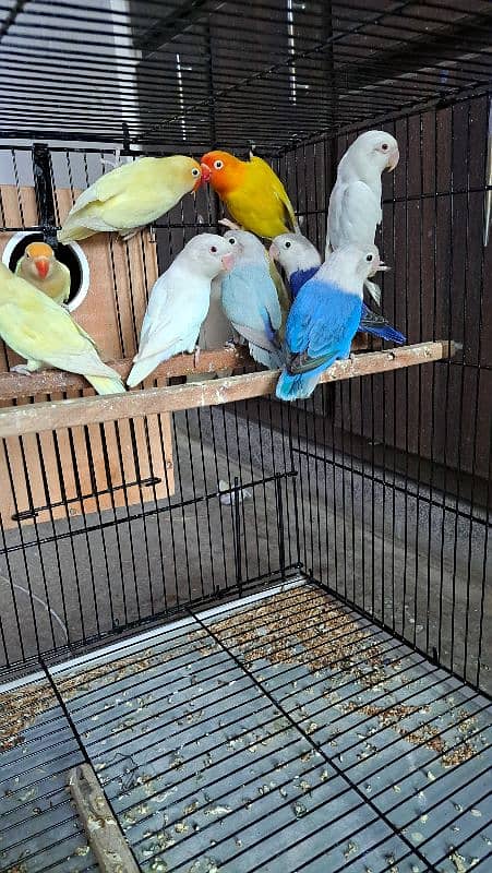 Top quality lovebirds breeder pairs with eggs and chicks 1