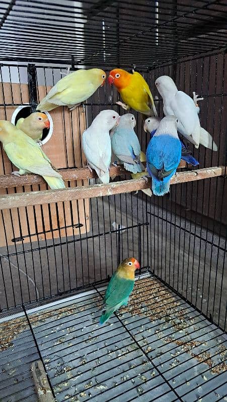 Top quality lovebirds breeder pairs with eggs and chicks 2