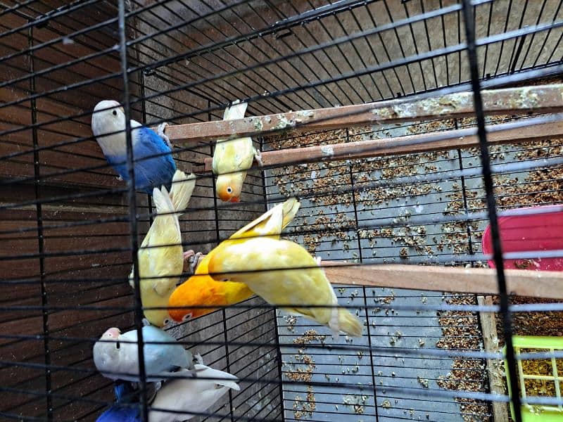 Top quality lovebirds breeder pairs with eggs and chicks 3