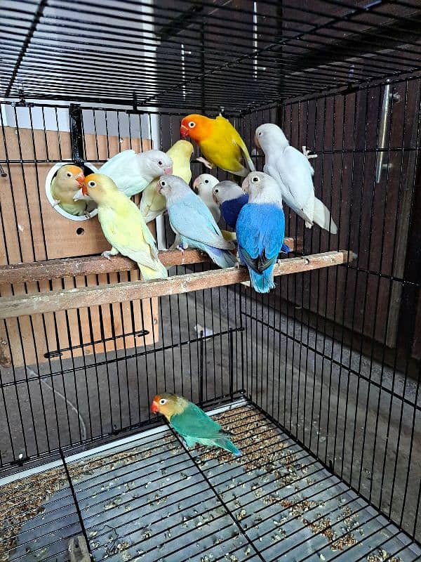 Top quality lovebirds breeder pairs with eggs and chicks 4