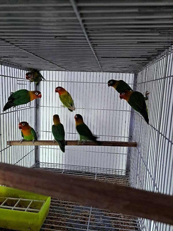 Top quality lovebirds breeder pairs with eggs and chicks 5