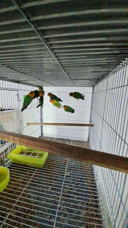 Top quality lovebirds breeder pairs with eggs and chicks 6