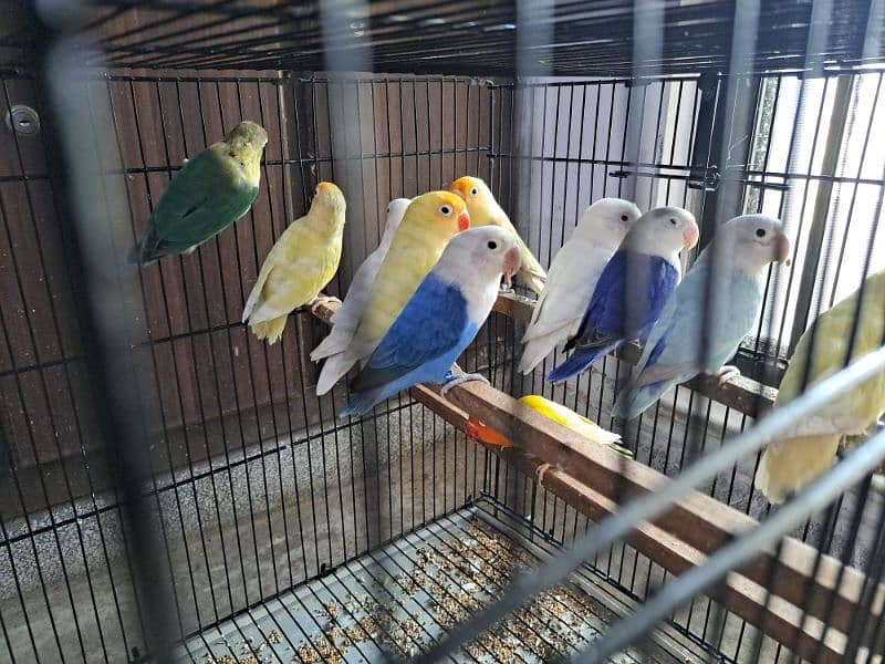 Top quality lovebirds breeder pairs with eggs and chicks 11