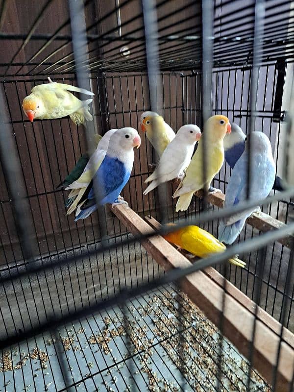 Top quality lovebirds breeder pairs with eggs and chicks 13