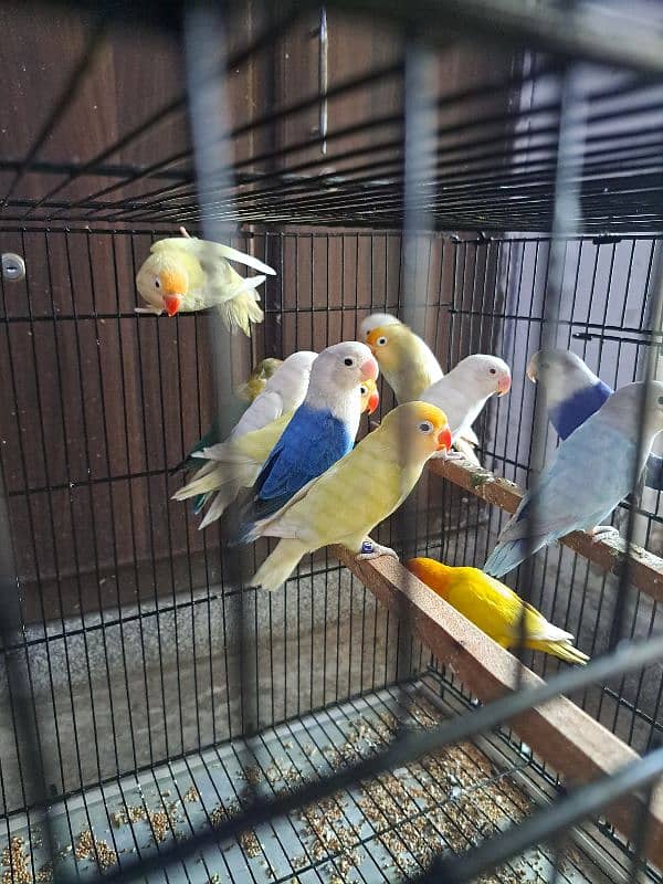 Top quality lovebirds breeder pairs with eggs and chicks 14