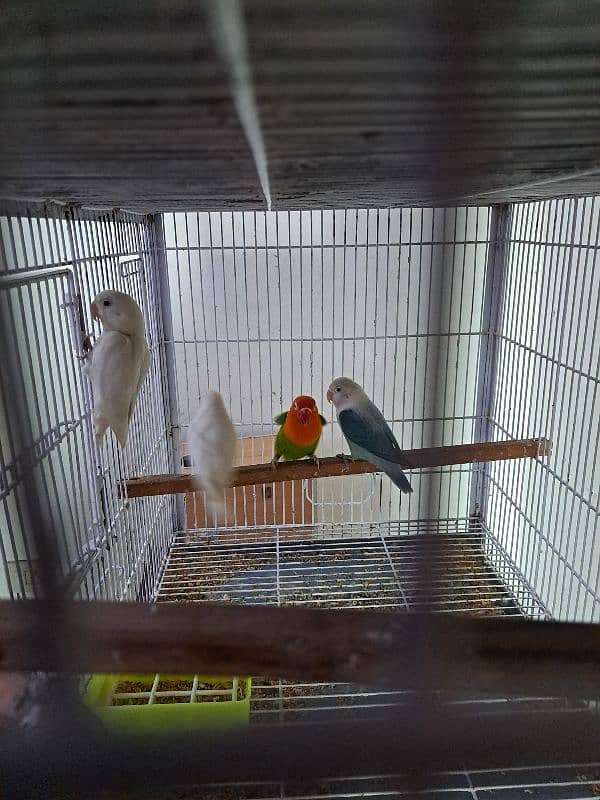 Top quality lovebirds breeder pairs with eggs and chicks 15