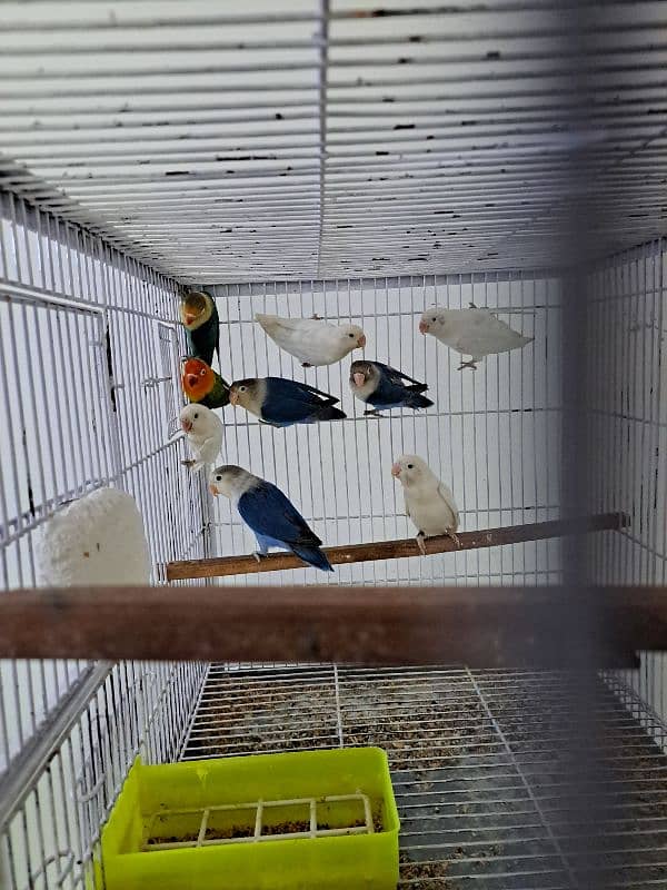 Top quality lovebirds breeder pairs with eggs and chicks 17