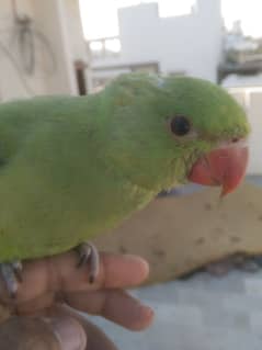 ringneck baby male parrot