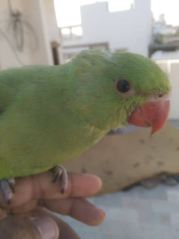 ringneck baby male parrot 0