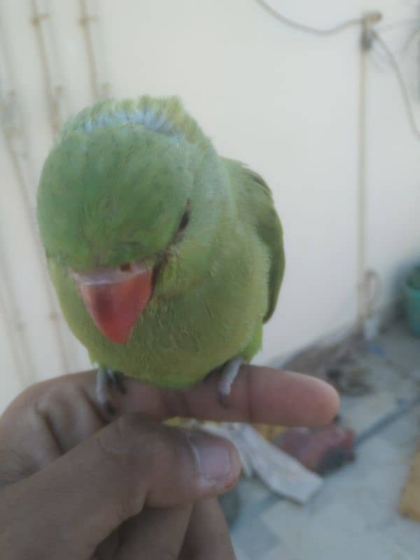 ringneck baby male parrot 1