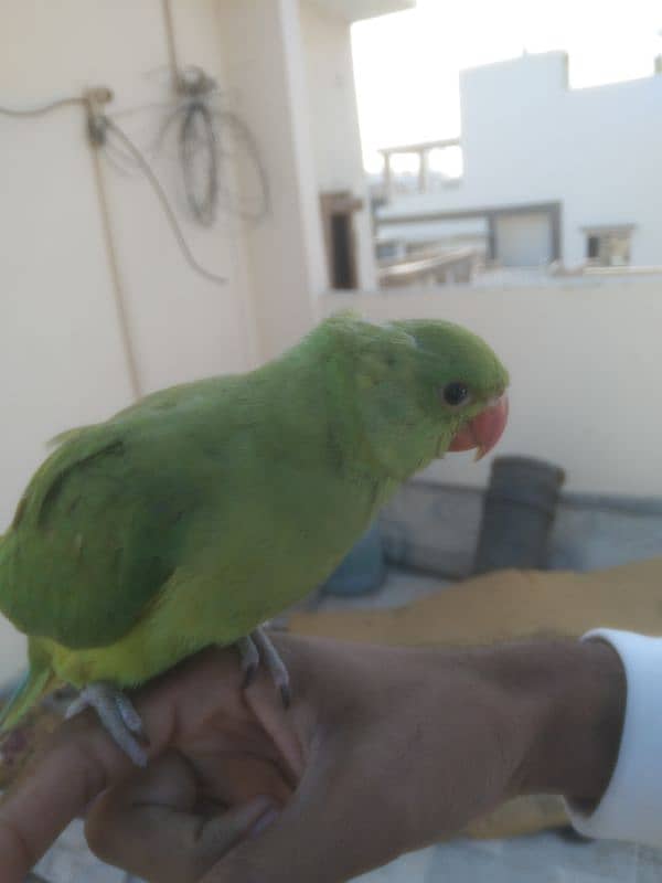 ringneck baby male parrot 2