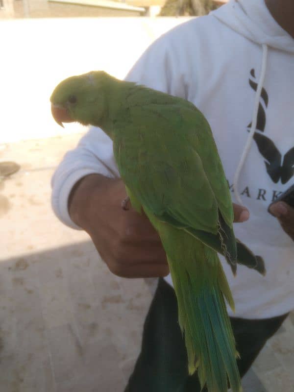 ringneck baby male parrot 3