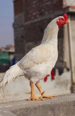 High quality old blood amroha Mianwali lasani heera breeder hen murga