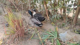 Ducks for Sale – Affordable Pair at Low Price!