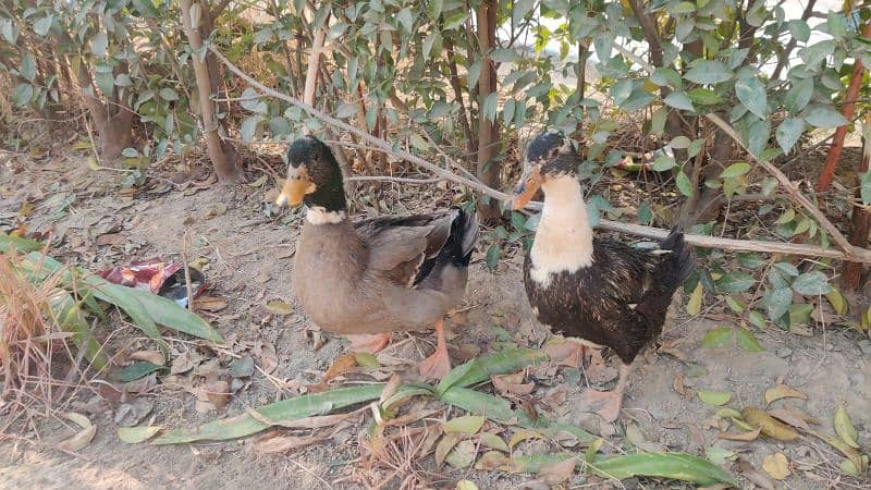 Ducks for Sale – Affordable Pair at Low Price! 1