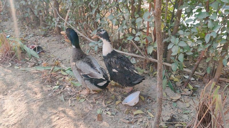 Ducks for Sale – Affordable Pair at Low Price! 2