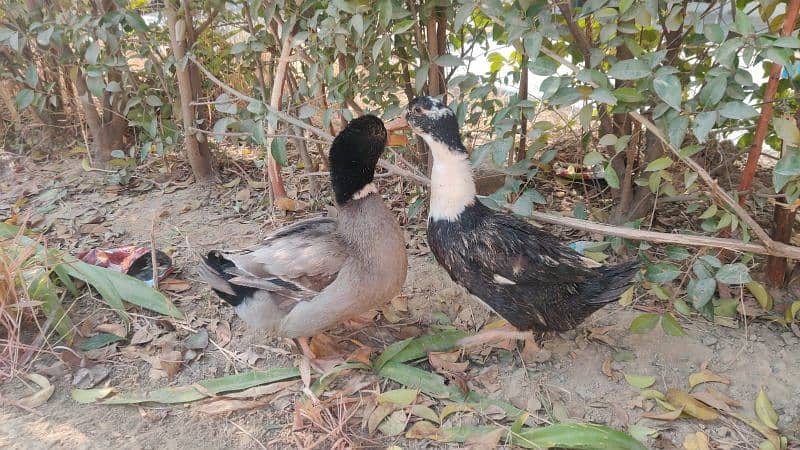 Ducks for Sale – Affordable Pair at Low Price! 3