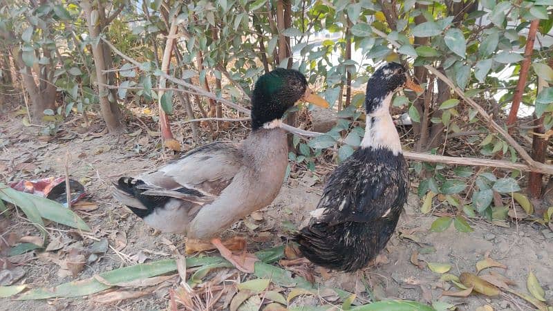 Ducks for Sale – Affordable Pair at Low Price! 4