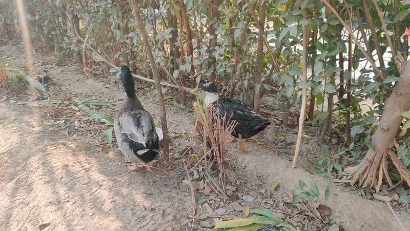 Ducks for Sale – Affordable Pair at Low Price! 5