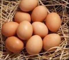 Desi eggs pure dasi fertile eggs organic anday