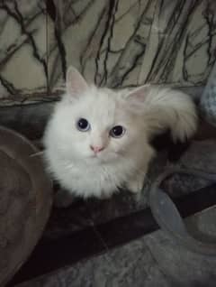 white persian cats for sell