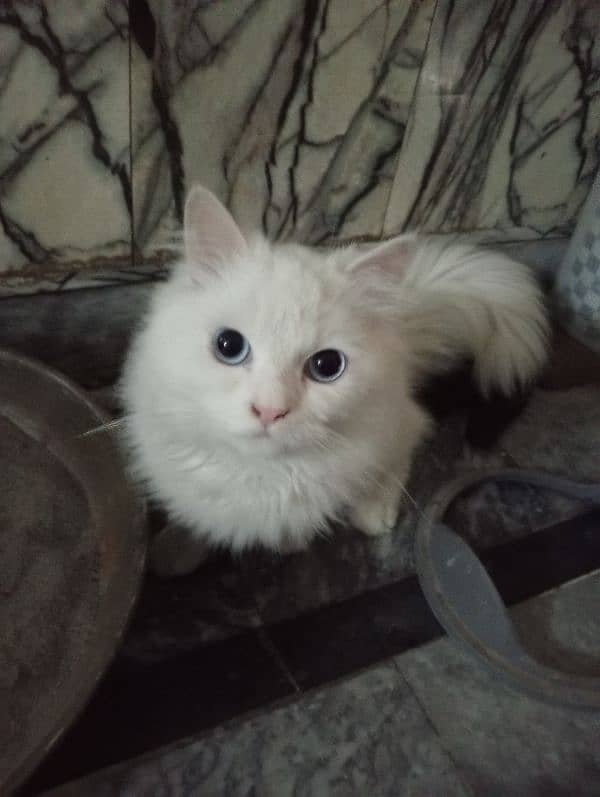 white persian cats for sell 0