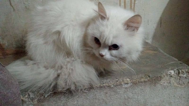 white persian cats for sell 1