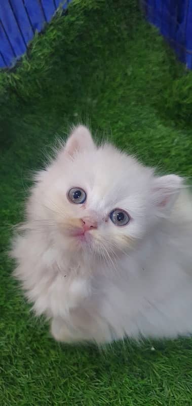 Cute little kittens for sale 6