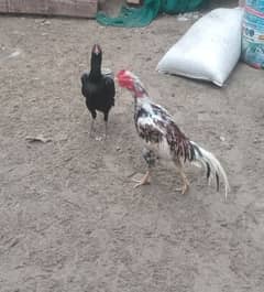 Aseel breeder pair