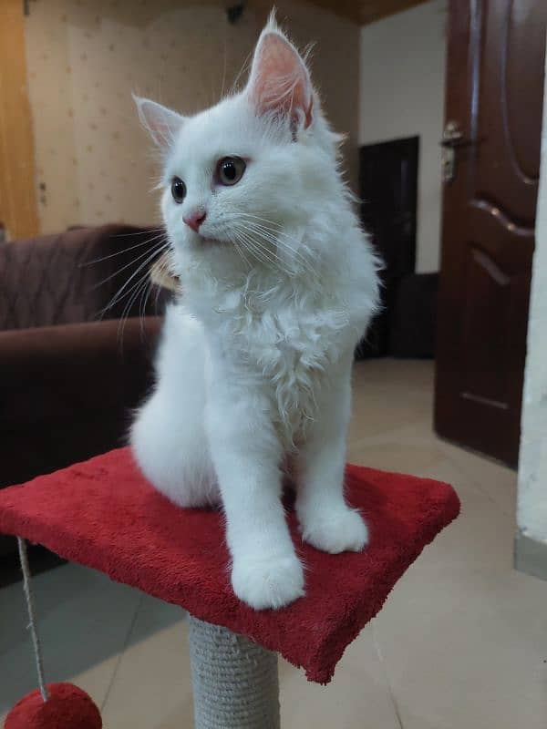 Persian Female Adult cat 0