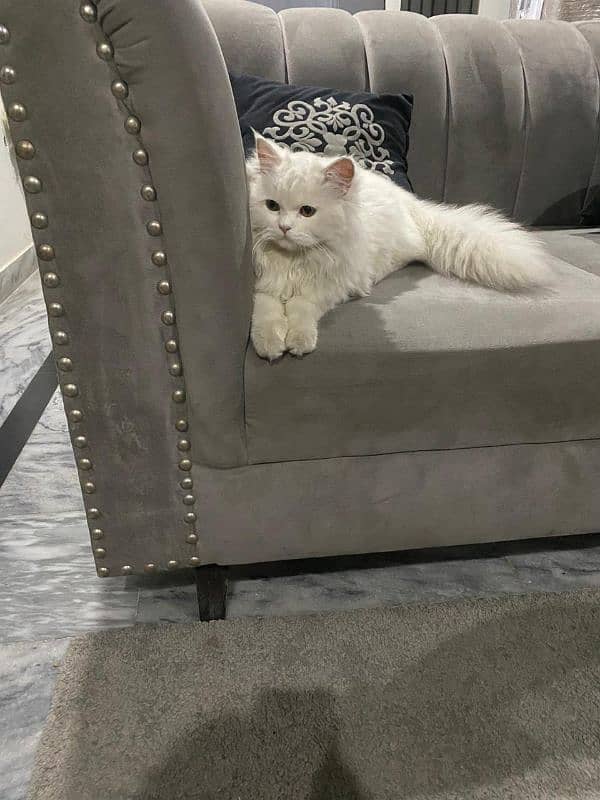 Persian Female Adult cat 2