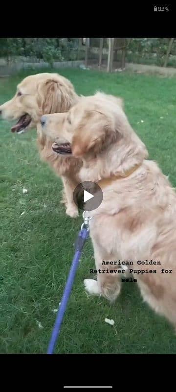 Golden Retriever Puppies 7