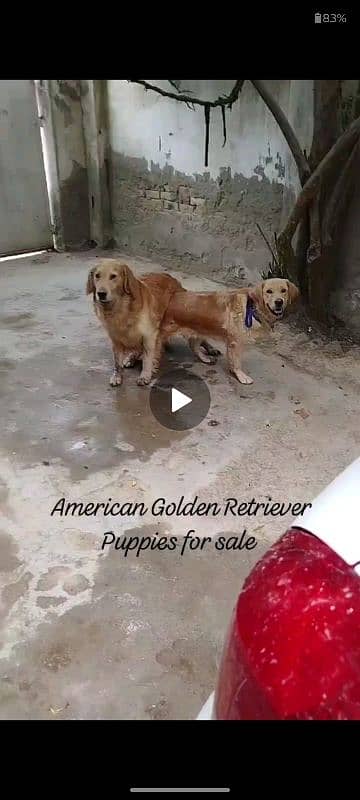 Golden Retriever Puppies 9