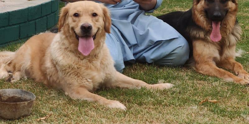 Golden Retriever Puppies 8