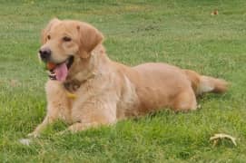 Golden Retriever Puppies