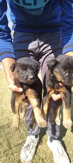 German shepherd puppies pair