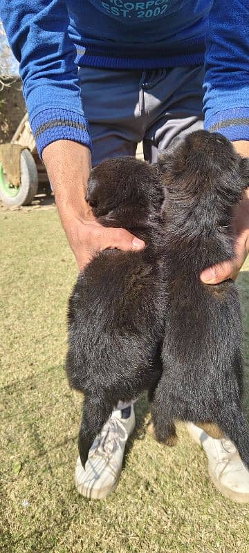 German shepherd puppies pair 1