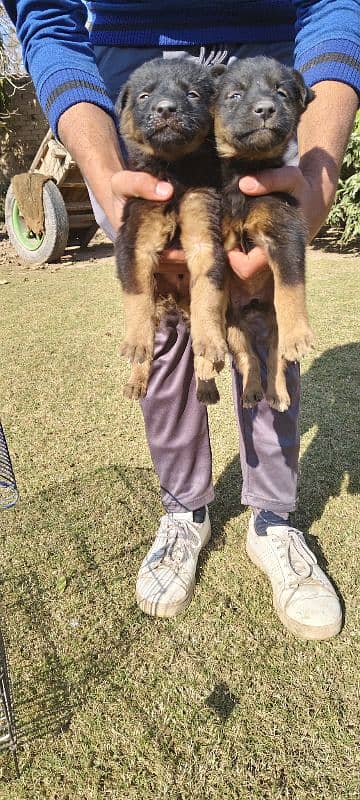 German shepherd puppies pair 2