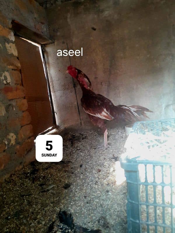 aseel pela 1