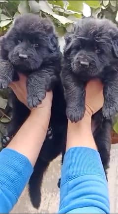 German Shepherd Black female pupps