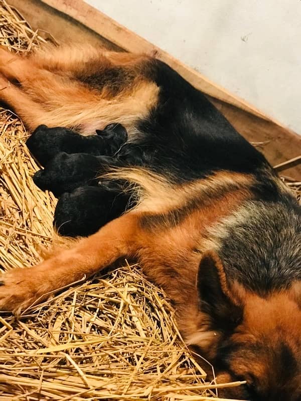 German Shepherd Black female pupps 2