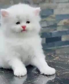 Persian beautiful cat for sale 0329/89/95/475 My WhatsAp number