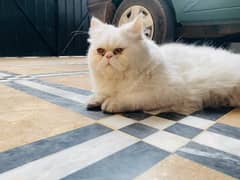 Persian male cat