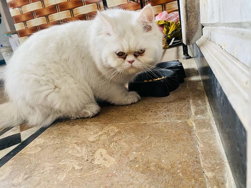 Persian male cat 1