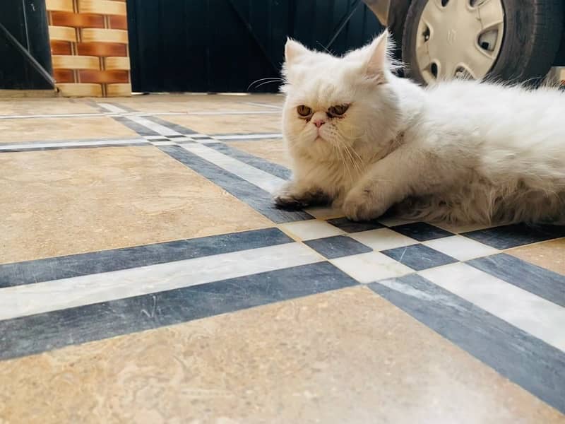 Persian male cat 2